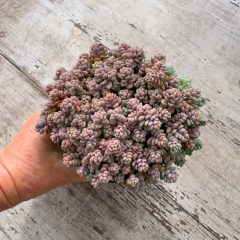 Sedum dasyphyllum major