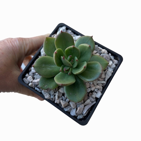 Echeveria Ashika