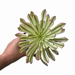 Aeonium Zwartkin variegado