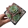 Echeveria secunda