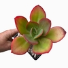 Echeveria Fluo