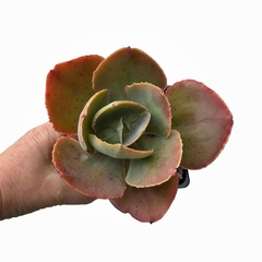 Echeveria Bittersweet ( Ginger)