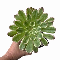 Aeonium Ink Painting - comprar online