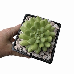 Echeveria Irish Mint