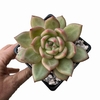 Echeveria Champagne