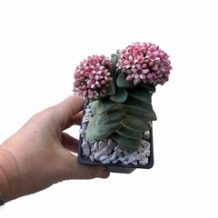 Crassula Springtime - comprar online