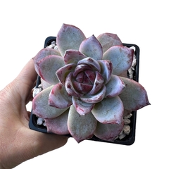 Echeveria Colorata Roof