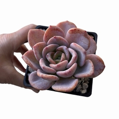 Echeveria Gaia
