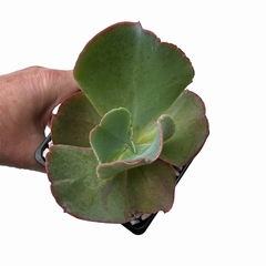 Echeveria Zipper XL - comprar online