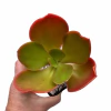 Echeveria Pappy’s Rose - comprar online