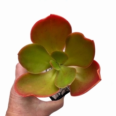 Echeveria Pappy’s Rose - comprar online