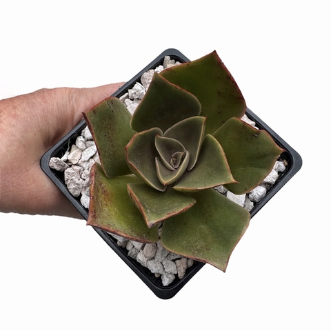 Echeveria Anne