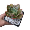 Echeveria Yvypora