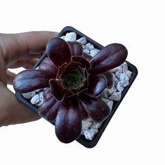 Aeonium Latum Black