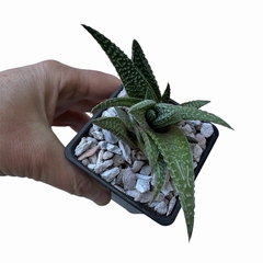 Haworthia limifolia x fasciata