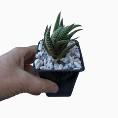 Haworthia limifolia x fasciata - comprar online