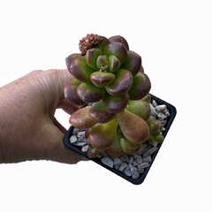 Sedum lucidum obesum