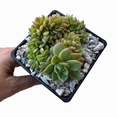 Echeveria agavoides Gilva crestada