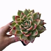 Echeveria Gilva