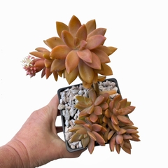 Sedum Pats Pink XL