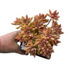 Sedum Prius
