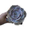Graptoveria Demi Lune - comprar online