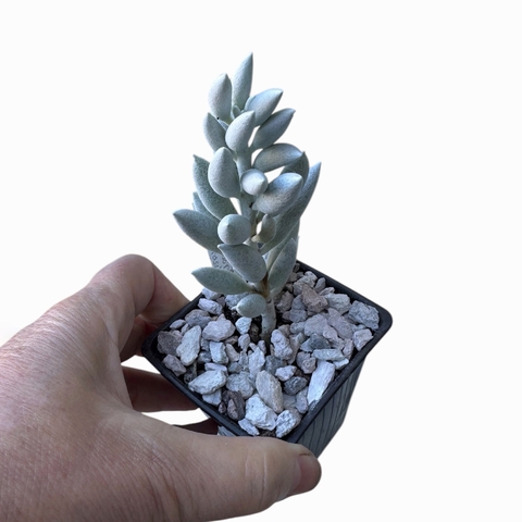 Senecio haworthii ‘Mont Blanc’