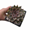 Echeveria Mensa - comprar online