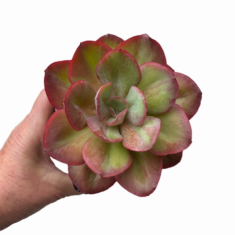 Echeveria Nubia XL - comprar online