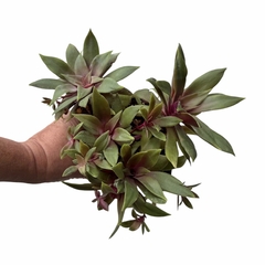 Crassula Rosularis - comprar online