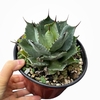 Agave potatorum