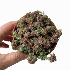 Sedum forsterianum (Petrosedum)