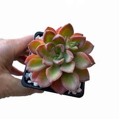 Echeveria T1