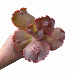 Echeveria Thanos - comprar online