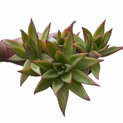 Echeveria agavoides Macabeana XL - comprar online