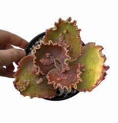 Echeveria Thanos en internet