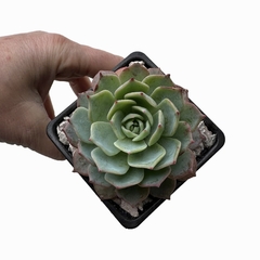 Echeveria Western Blue
