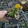 Sedum hernandezii