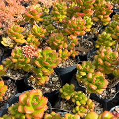 Sedum Turei - comprar online
