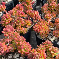 Sedum cuspidatum - comprar online