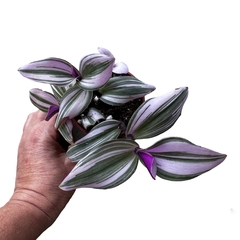 Tradescantia Nanouk