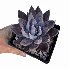 Echeveria craigiana