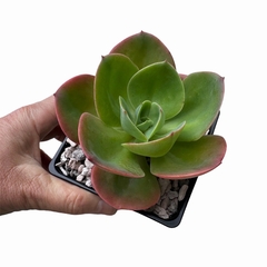 Echeveria Mandala - comprar online