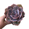 Echeveria Dusty Rose XL