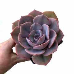 Echeveria Dusty Rose XL