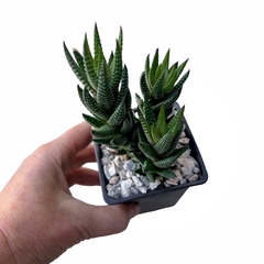 Haworthia reinwardtii