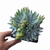 Dudleya x edulis XL