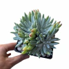Dudleya x edulis XL