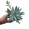 Dudleya x greenei XL