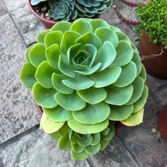 Echeveria Imbricata fenotipo verde - comprar online